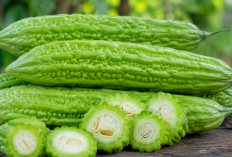Walaupun Pahit, Pare Ternyata Punya Manfaat Besar untuk Kesehatan Tubuh