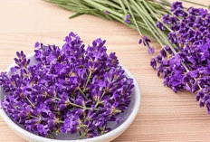 9 Manfaat Bunga Lavender untuk Kesehatan dan Kehidupan Sehari-Hari: Aromaterapi Alami yang Wajib Anda Coba!
