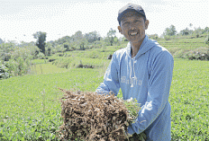 Desa Tompobulu Bersinar! Dari Saraba Daun Kelor hingga Wisata Pegunungan, Program BRI Bikin Ekonomi Desa Melon