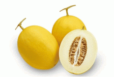 Manfaat Melon Golden yang Lagi Viral: Superfruit Manis dengan Khasiat Mengagumkan!