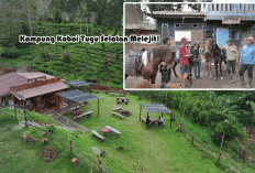 Kampung Koboi Tugu Selatan Melejit! Dari Kampung Teksas Jadi Motor Ekonomi Desa BRILiaN