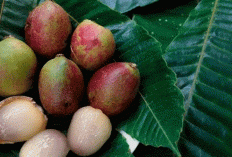 Rahasia di Balik Buah Matoa: 11 Khasiat Luar Biasa untuk Tubuh dan Kulit