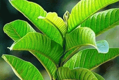 ​Bukan Cuma Obat Diare! Ternyata Daun Jambu Biji Bikin Wajah Glowing dan Bebas Jerawat, Ini Cara Pakainya