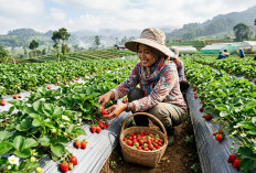 Bukan Cuma Cantik, Stroberi Ternyata Punya Segudang Rahasia Kesehatan yang Jarang Diketahui!