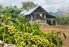 Mengapa Kopi Semendo Layak Menjadi Kebanggaan Sumatera Selatan? Ini Alasannya