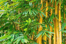 Kegunaan Bambu Kuning yang Jarang Diketahui: Tanaman Multifungsi Pembawa Hoki & Penjaga Lingkungan